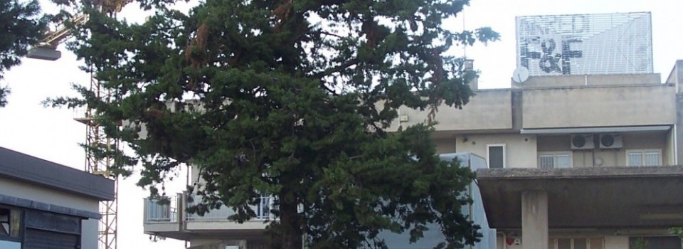 Manutenzione Falegnameria Fiore, Altamura (BA)